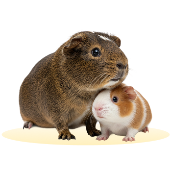 thetails home faqs pet