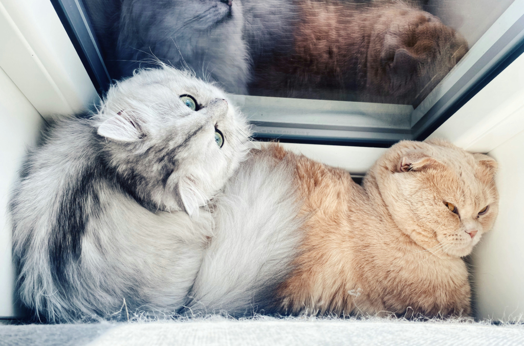cats near windows 1