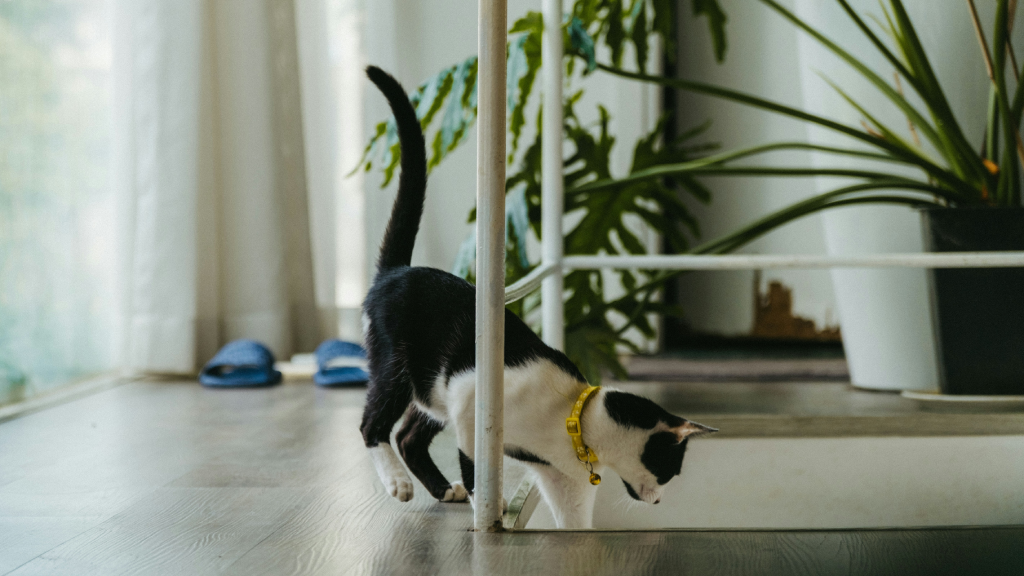 why cats randomly run 1