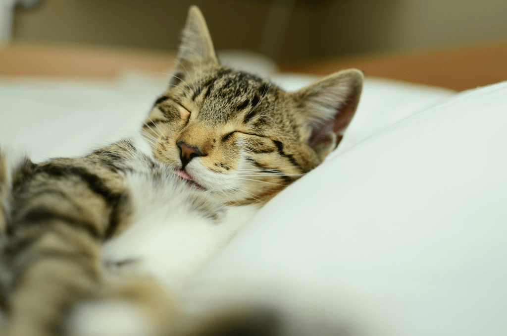 why cats sleep much 1 1